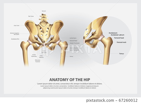 Human Anatomy of the Hip Vector Illustration 67260012
