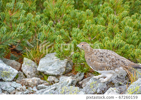 Side profile of a new-born male thunderbird with charming hairy legs taking a walk on the trail in the Himatsumori forest in Mt.Yarigatake, Northern Alps 67260159