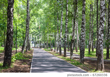 A deserted jogging tracks and walkway during the morning time in public park in Nizhny Novgorod with lots of shade from big birches trees above 67260336