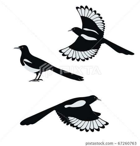 Set of flat vector illustration of magpie birds isolated on white background. 67260763