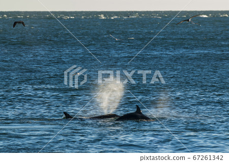 Southern Right Whale emerging and breathing 67261342
