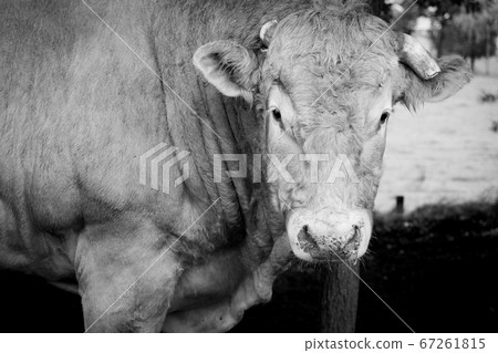Huge bull cow grazing on a farmfield between the trees 67261815