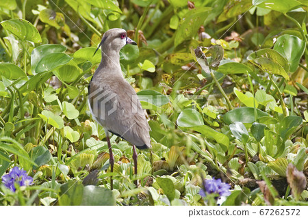 Southern Lapwing, Vanellus chilensis, view in 67262572