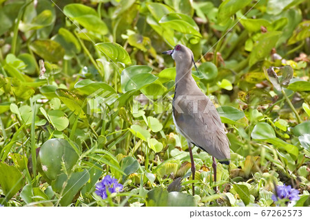 Southern Lapwing, Vanellus chilensis, in wetlands 67262573
