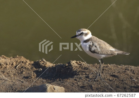 Snowy Plover, Charadrius nivosus, alert 67262587