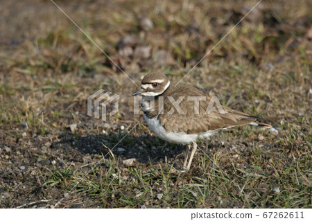 Killdeer, Charadrius vociferus, relaxed 67262611