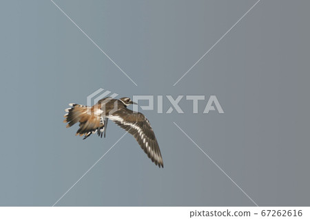 Killdeer, Charadrius vociferus, view in flight 67262616