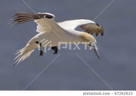 View of Flying Northern Gannet, Sula leucogaster 67262623