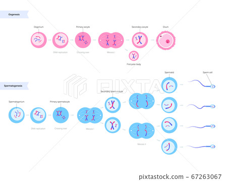 Reproductive system concept 67263067