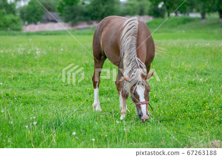 Silvery bay horse in a field on a paddock. 67263188