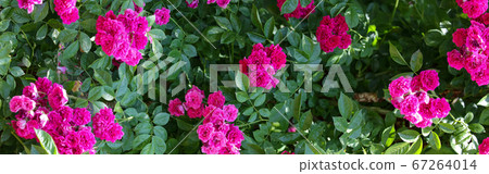 Image of rose cut out to size Image of rose cut out to size 67264014