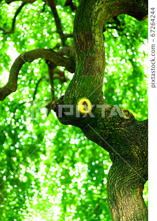 滋賀縣草津市水生植物園水森景觀，植物園景觀[7月] 67264244