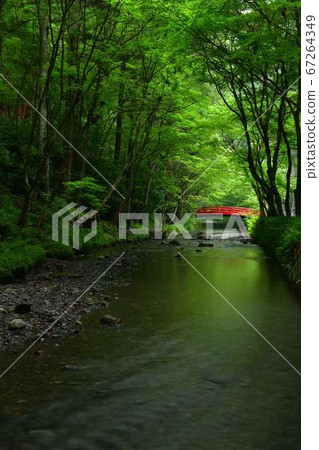 Fresh green of Oguni Shrine, Mori-cho, Shuchi-gun, Shizuoka Prefecture Fresh green of Oguni Shrine, Mori-cho, Shuchi-gun, Shizuoka Prefecture 67264349