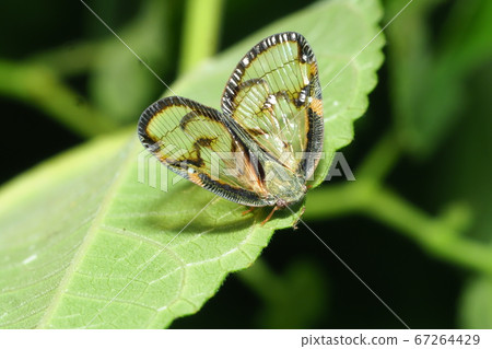 Scuba Hagoromo 67264429