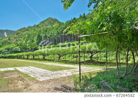 [白樂寺]兵庫縣丹波市志摩町白樂寺白鳳寺 67264582