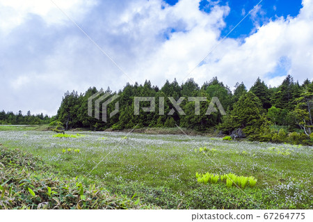 濕地盛開的沼澤和森林 67264775