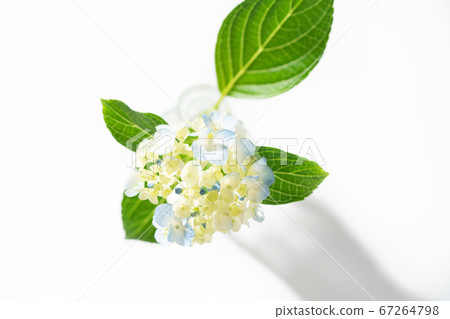 繡球花花瓶 67264798