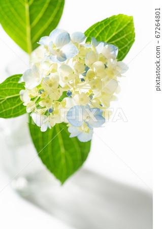 繡球花花瓶 67264801