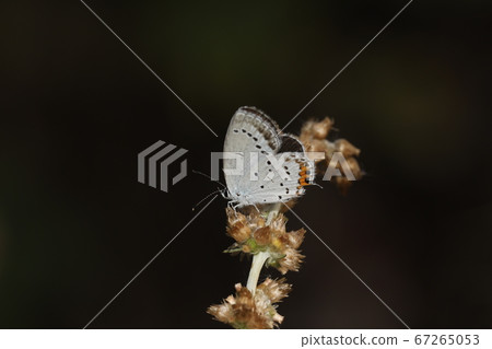 短尾藍色 短尾藍色 67265053