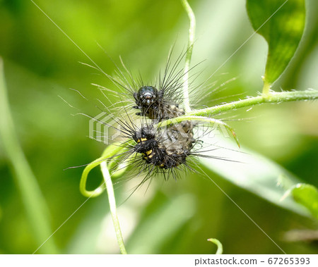 Kyasidoga蛾幼蟲實際上無毒 67265393