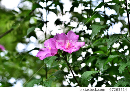 Rosa Arcansana of Osaka Nagai Botanical Garden August Rosa Arcansana of Osaka Nagai Botanical Garden August 67265514