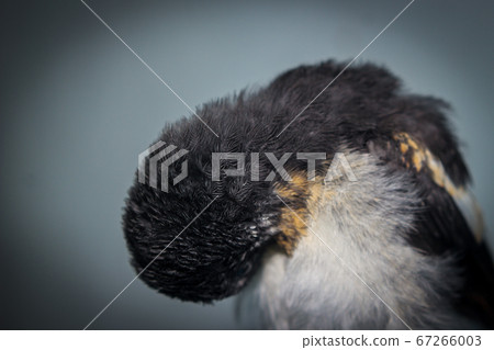 Close-up of a young Magpie or Pica Pica 67266003