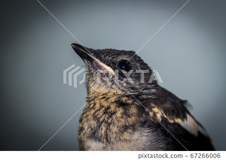Close-up of a young Magpie or Pica Pica 67266006