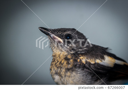 Close-up of a young Magpie or Pica Pica 67266007