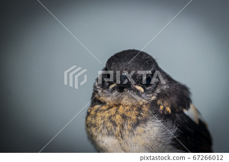 Close-up of a young Magpie or Pica Pica 67266012