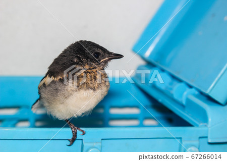 Close-up of a young Magpie or Pica Pica Close-up of a young Magpie or Pica Pica 67266014