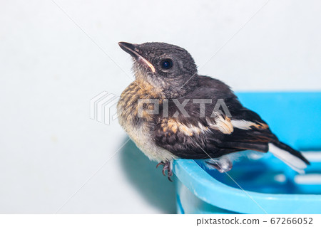 Close-up of a young Magpie or Pica Pica 67266052