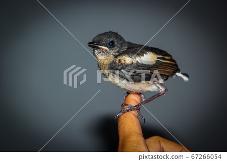 Close-up of magpie on human hand Close-up of magpie on human hand 67266054