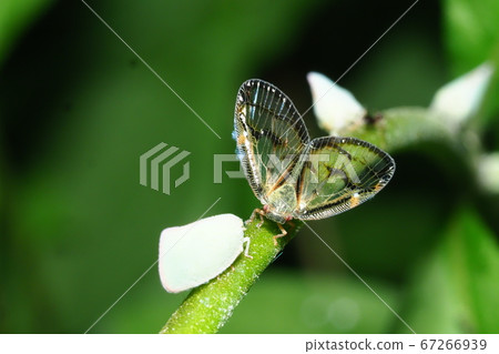 Dirty gorilla and Aoba goromo 67266939