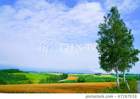 Hokkaido grassland, summer ground and big trees 67267018