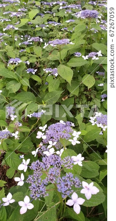 Hydrangea flowers look similar but are all different in shape and are unique in their own right. Hydrangea flowers look similar but are all different in shape and are unique in their own right. 67267059