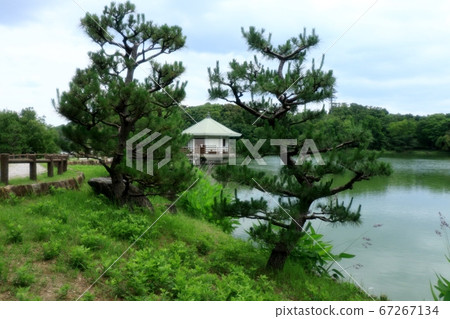 Yamadaike Park: Fresh greenery: Pond landscape: Ukimido Yamadaike Park: Fresh greenery: Pond landscape: Ukimido 67267134
