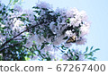 Flowers and butterflies 67267400