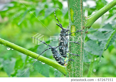Longhorn beetle (mating) Longhorn beetle (mating) 67267551