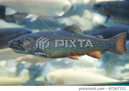 Brown trout in the aquarium Brown trout in the aquarium 67267552