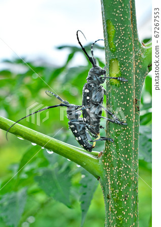 Longhorn beetle (mating) 67267553