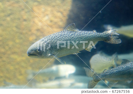 Masunosuke in the aquarium 67267556