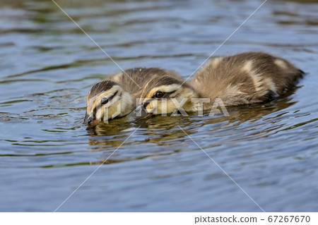 小鴨子吃得好 67267670