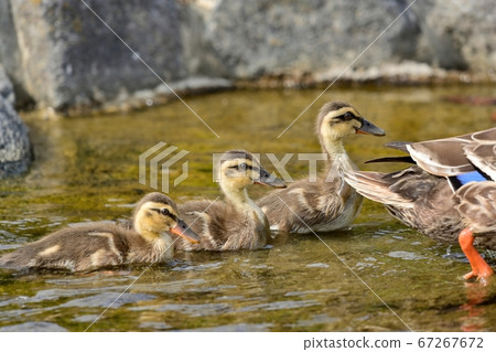 Young duckling bird desperately following her mother 67267672