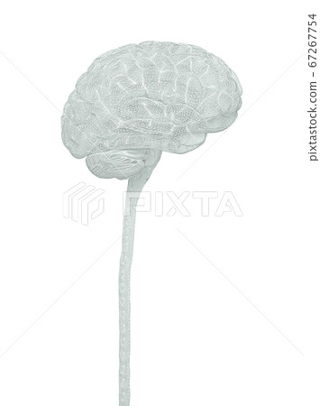 Human Nervous System Brain Clipping Path Included 67267754