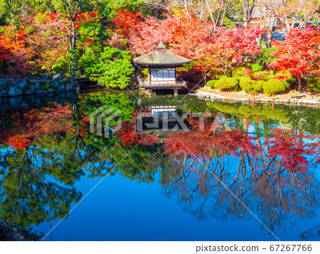 和歌山城的百草花園和豐岡 67267766