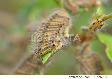Larva of the tea tussock moth Larva of the tea tussock moth 67267918