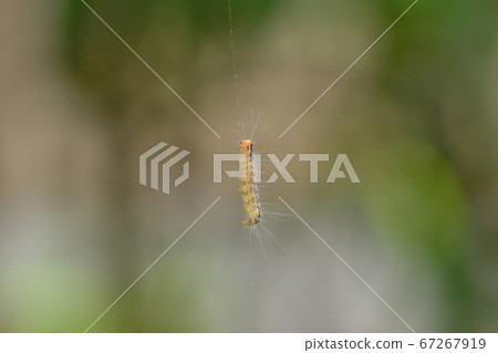 Larva of the tea tussock moth Larva of the tea tussock moth 67267919