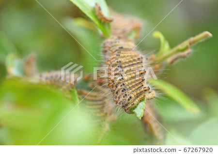 茶草蛾的幼蟲 67267920