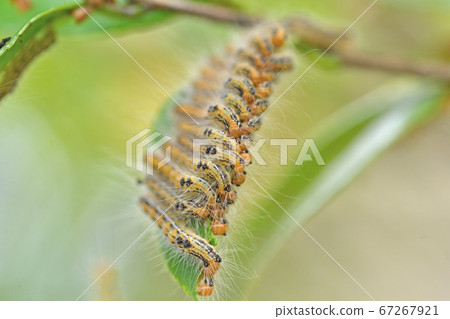 毛蟲幼蟲 照片素材 圖片 圖庫