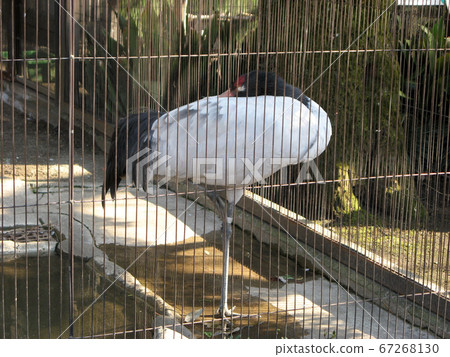 Red-crowned crane standing on one leg in a cage and facing back 67268130